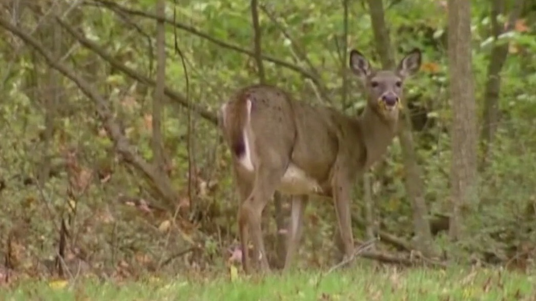 'Zombie deer' disease is spreading