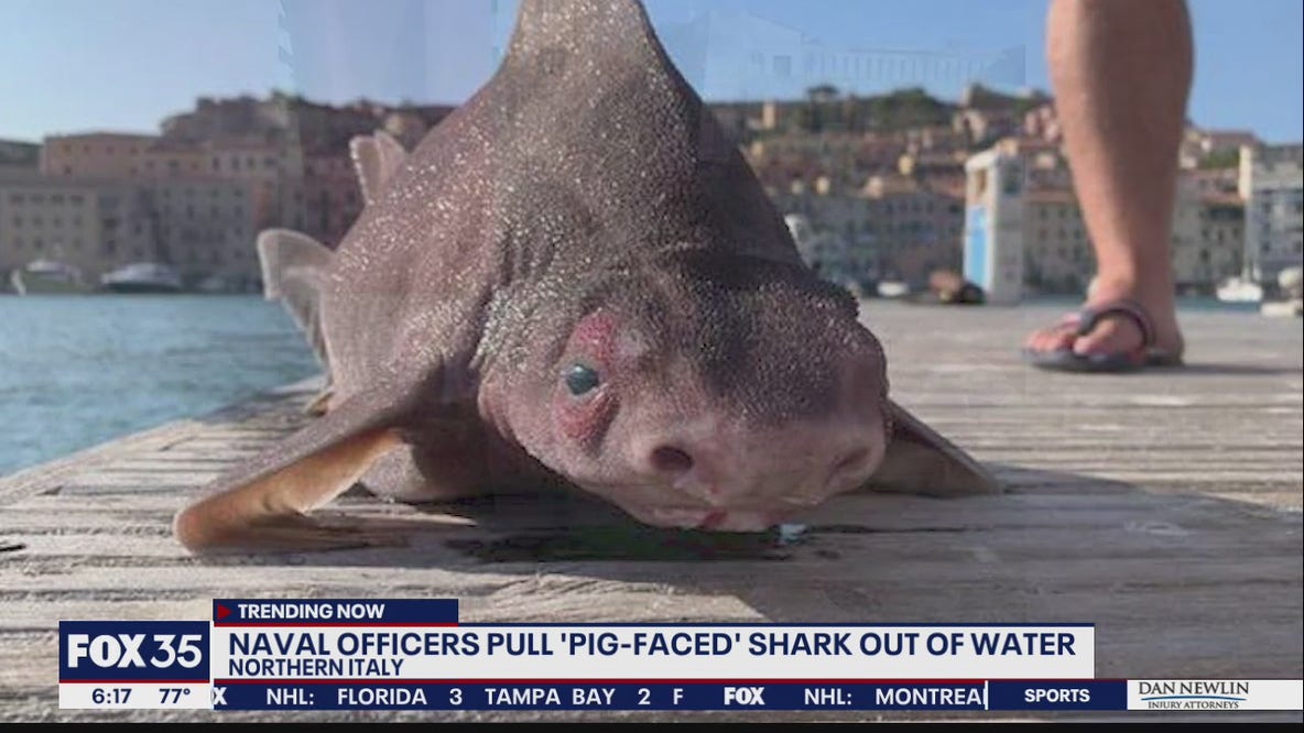 Naval officers pull 'pig-faced' shark out of water