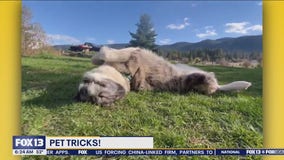 Pet Tricks for Tuesday, May 14