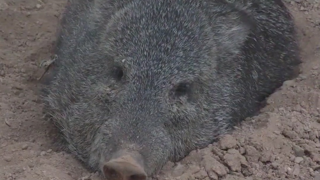 Tucson woman attacked by javelinas