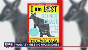 'He's a cuddle bug': Wallaby missing from Will County