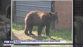 Black bear captured in Tacoma after several sightings