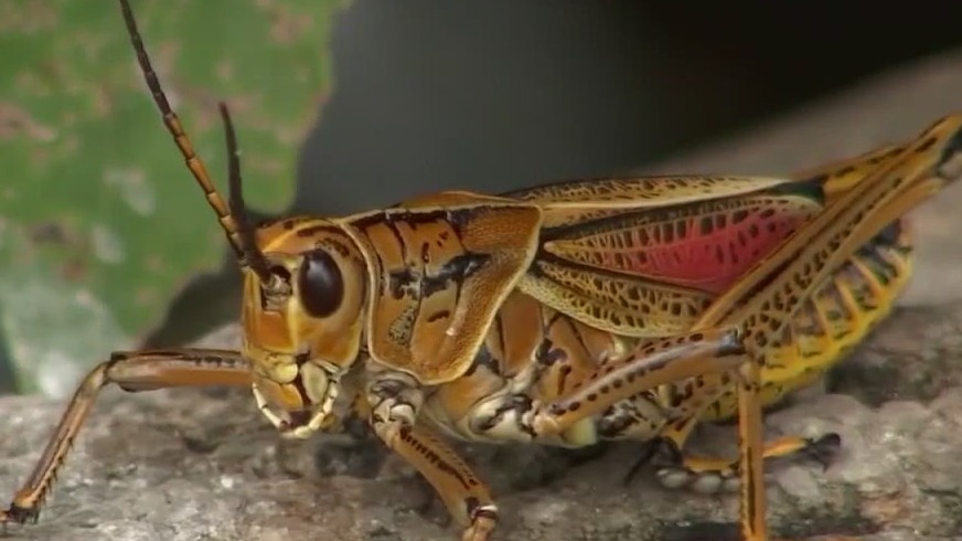 Giant grasshopper invades Florida