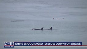 Ships encouraged to slow down for orcas