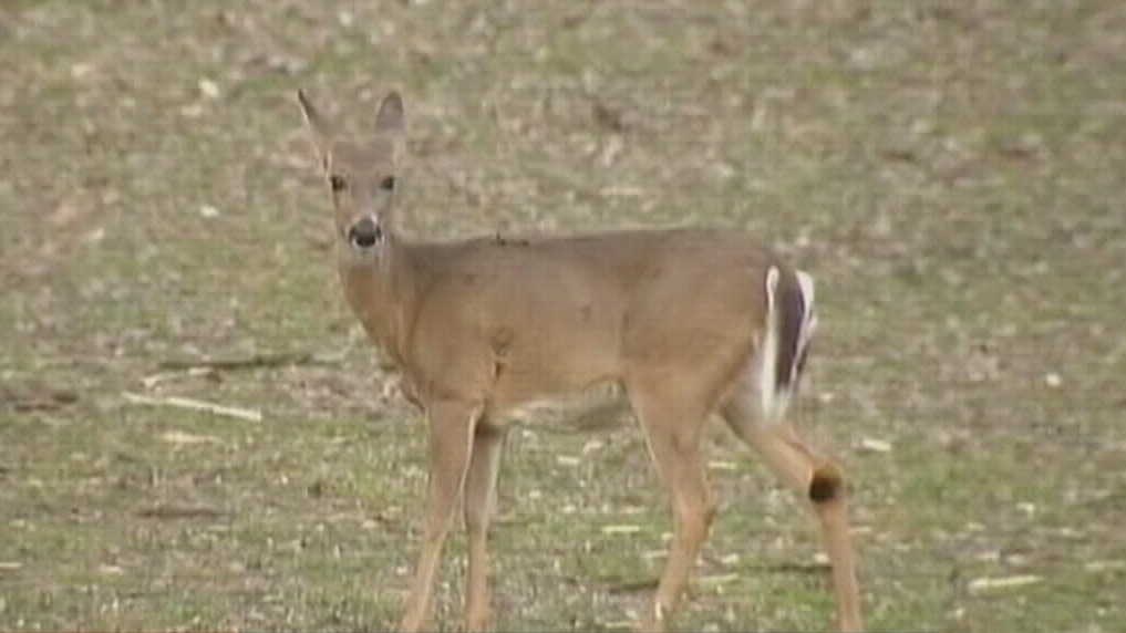 IDOT warns drivers to slow down for animals after Illinois saw 14K crashes involving deer last year