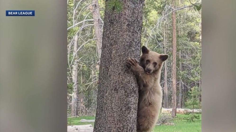 Man shoots bear cub that breaks into home, Tahoe neighbors upset
