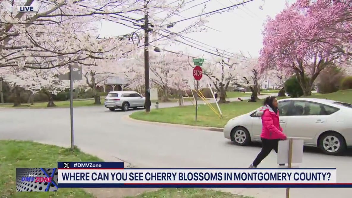 Where can you see cherry blossoms in Montgomery County?