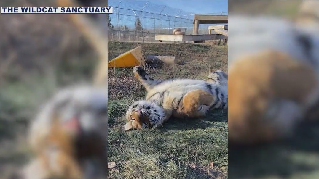Tiger cub seized in Phoenix doing well a year later