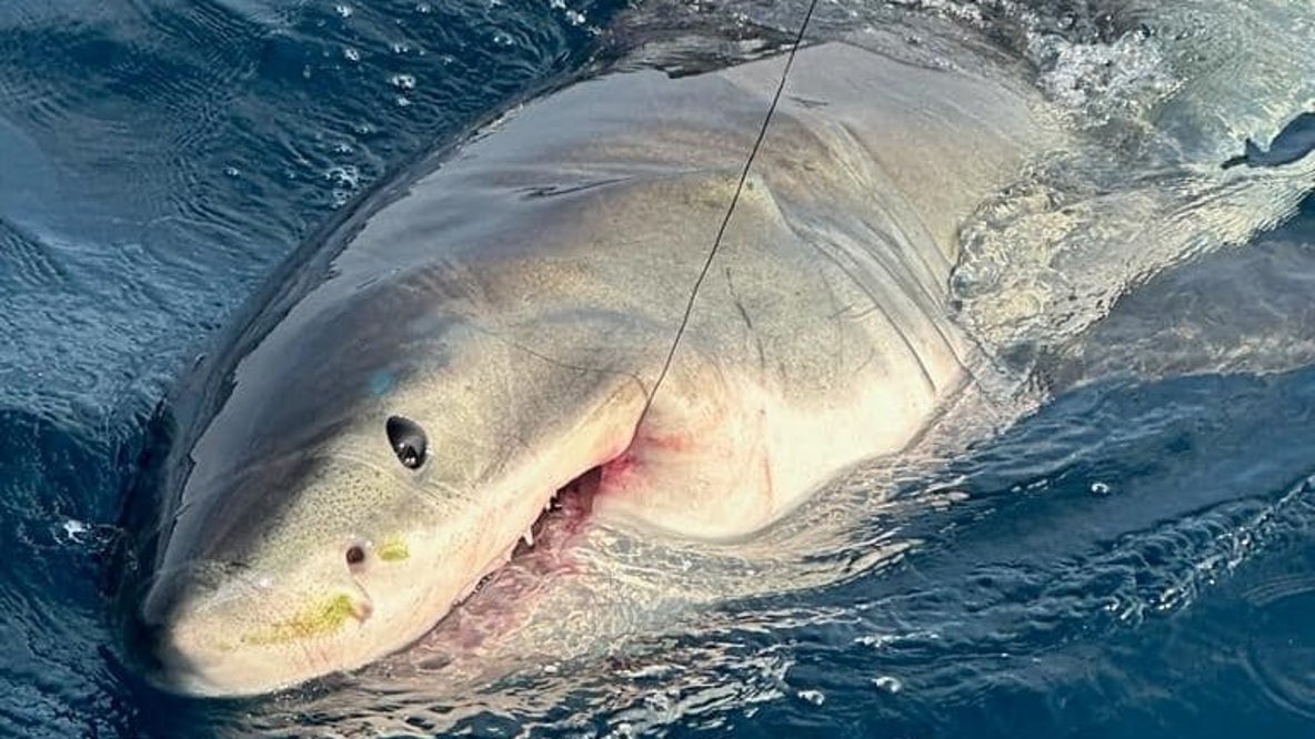 Video: Family catches great white shark off coast of Florida