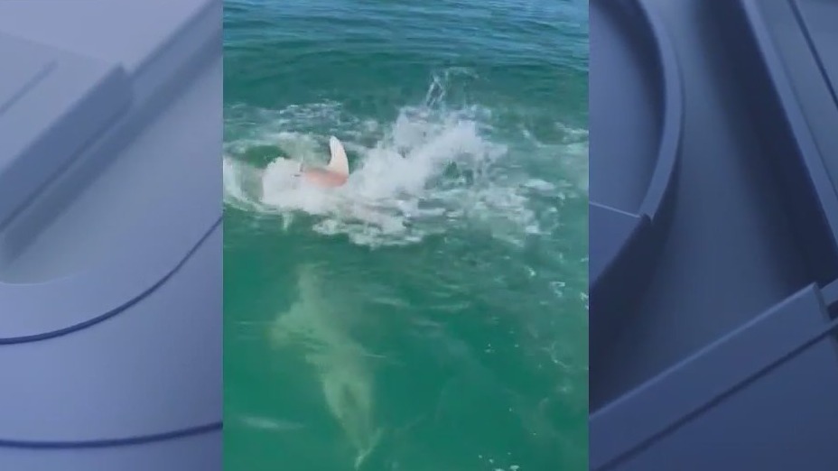 Shark goes on fish feeding frenzy around boat