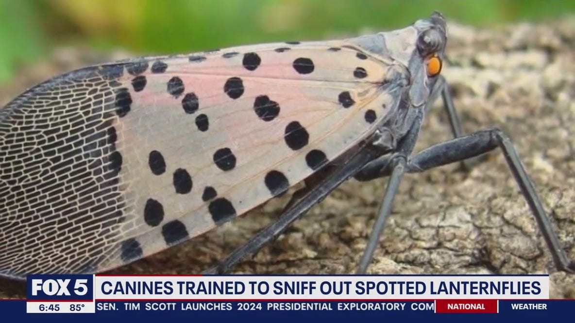 Virginia researchers using dogs to help sniff out invasive spotted lanternflies