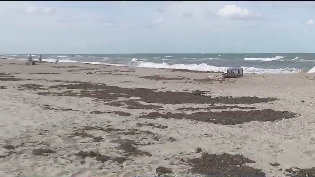 Seaweed may contain flesh-eating bacteria