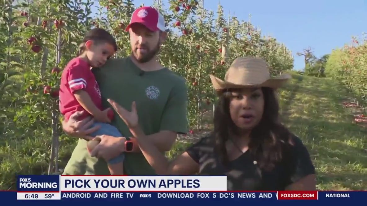 Picking apples at Butler's Orchard