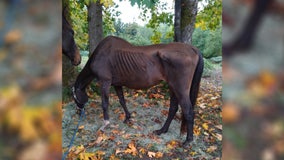 Maple Valley Rescue works to save starved and neglected horse 'Lilly'
