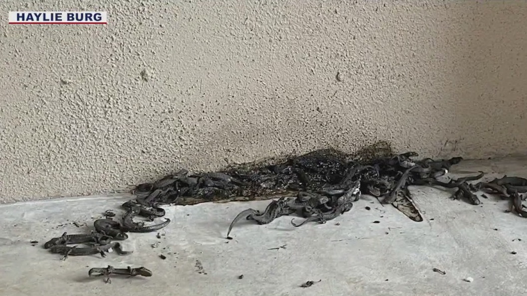 Salamander invasion in AZ high country