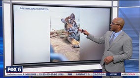 Rescued tiger intrigued by tiger documentary
