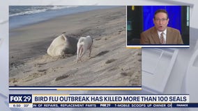 Health Watch: Bird flu outbreak causing seal deaths