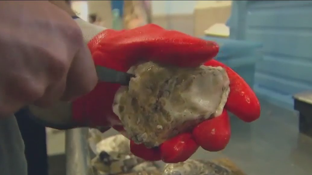 Red tide blooms threatening Florida shellfish industry