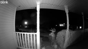 Home security cam films big buck munching pumpkin Chaska