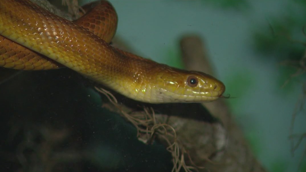 'Operation Viper' targets illegal trafficking of 'highly venomous snakes, says FWC