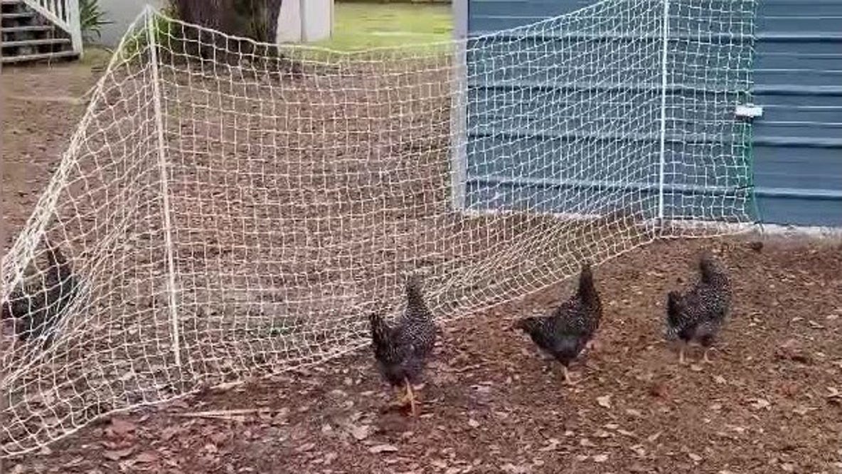 Florida chickens abruptly freeze in place