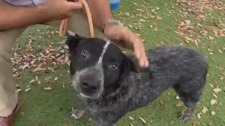 'Rodeo' is looking for a forever home