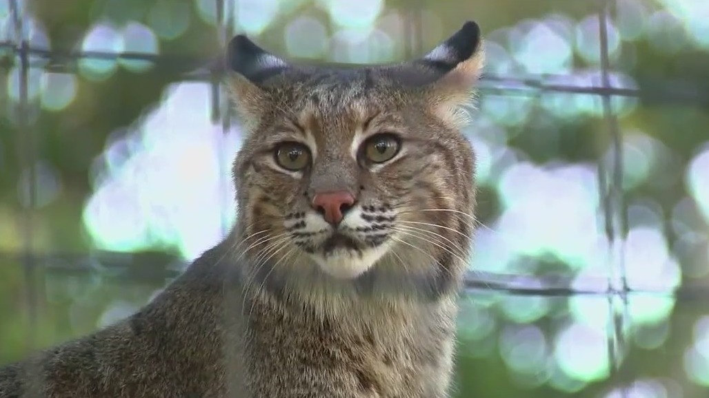 Trail camera captures bobcat hunting deer