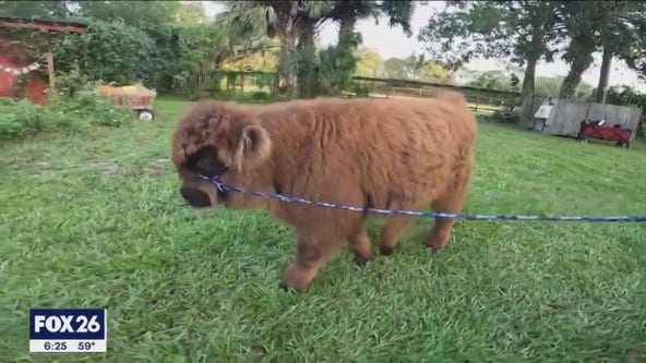 Fluffy Mini-Cows gaining popularity as charming farm pets