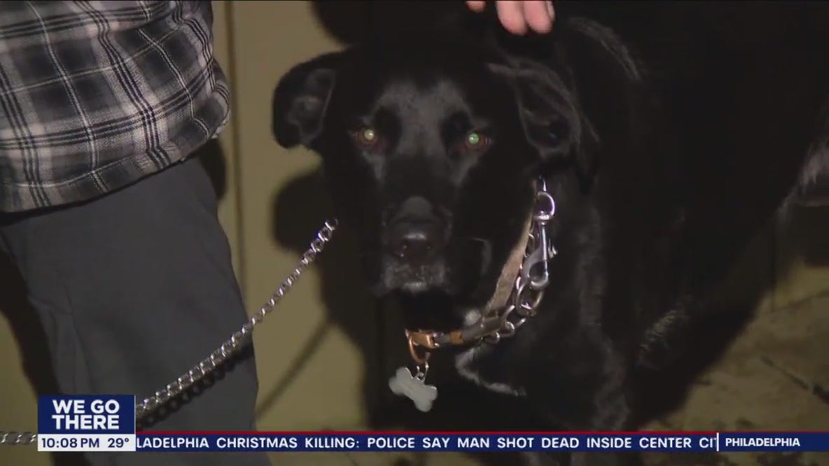 Watch: Firefighters rescue dog that fell through frozen lake in Quakertown