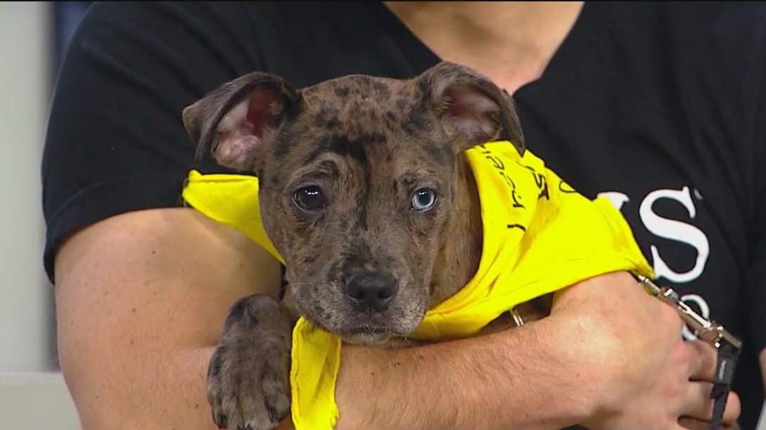 Pet of the week: Meet 'Lino' from PAWS Chicago
