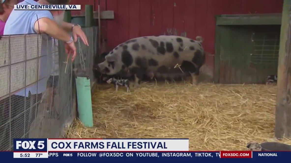 Cox Farms Fall Festival is fun for the family