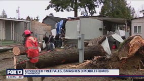 Windstorm topples tree in Lynnwood, damaging 4 mobile homes