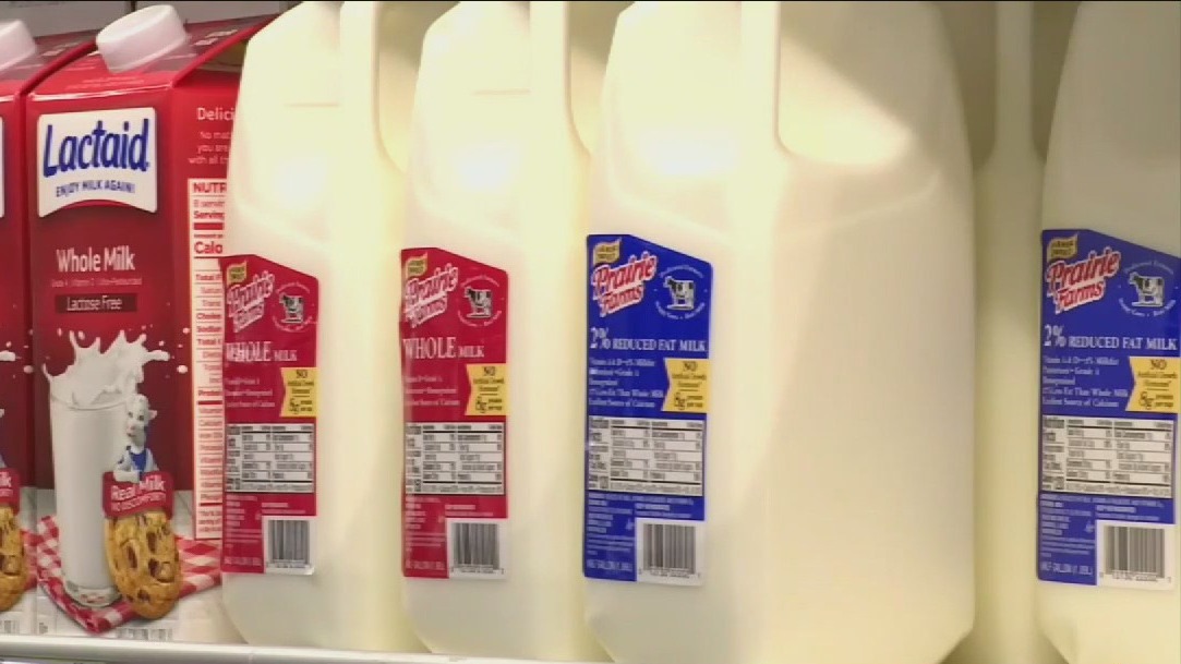 FDA says milk is safe despite traces of bird flu
