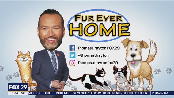 Searching for a furever home: local pets up for adoption