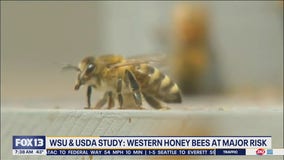 Western honey bees at major risk