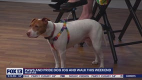 Inaugural 'Paws and Pride Dog Jog and Walk' kicks off Pride Month in Bellevue
