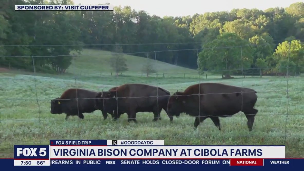 Virginia Bison Company at Cibola Farms