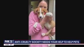 Anti-Cruelty Society waiving adoption fees today in River North