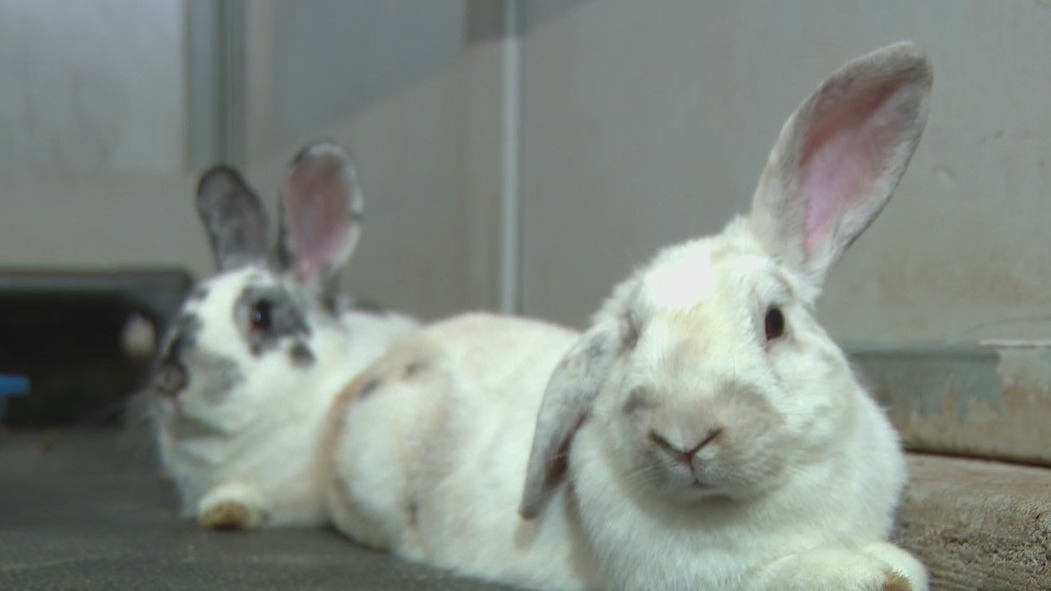 Arizona Humane looking for help with dozens of rescued rabbits | FOX 10 ...