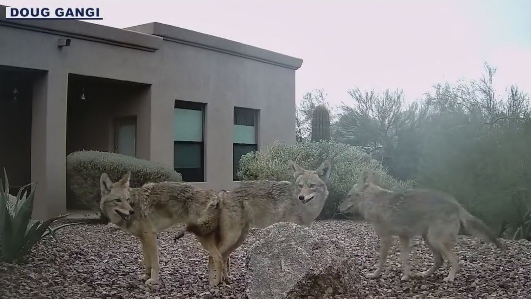 Wildlife captured on Phoenix man's backyard camera