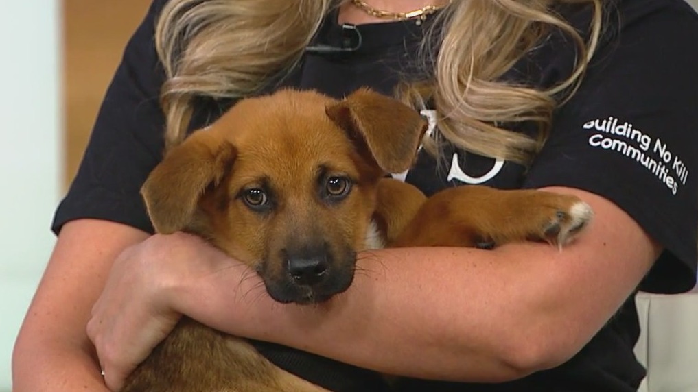 How you can help provide better lives for your furry friends through PAWS Chicago