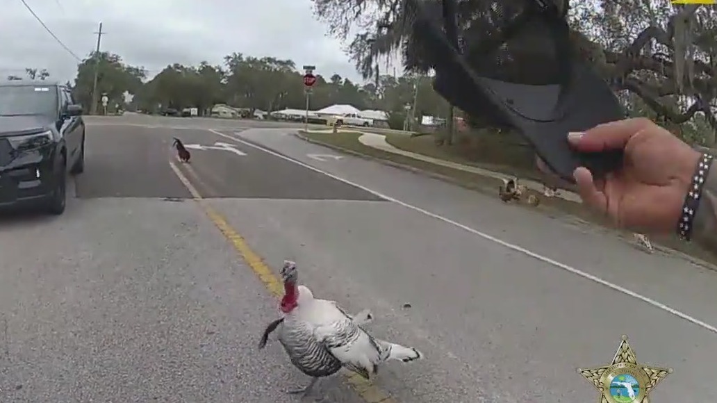 Deputy's run-in with turkey caught on camera