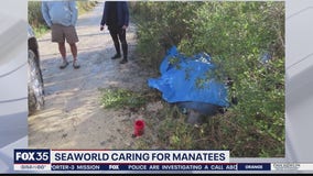 SeaWorld Orlando caring for manatees