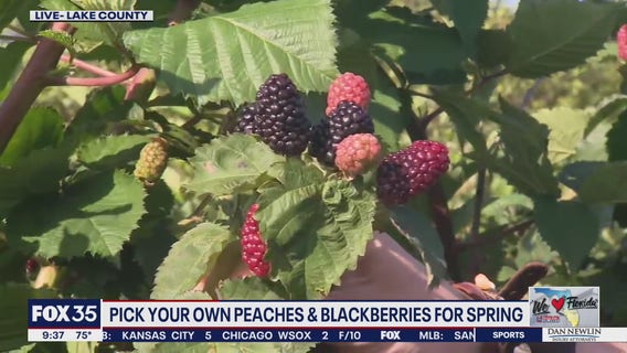 Pick your own peaches and blackberries for Spring