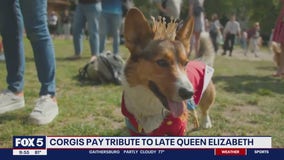 Corgis honor late Queen Elizabeth