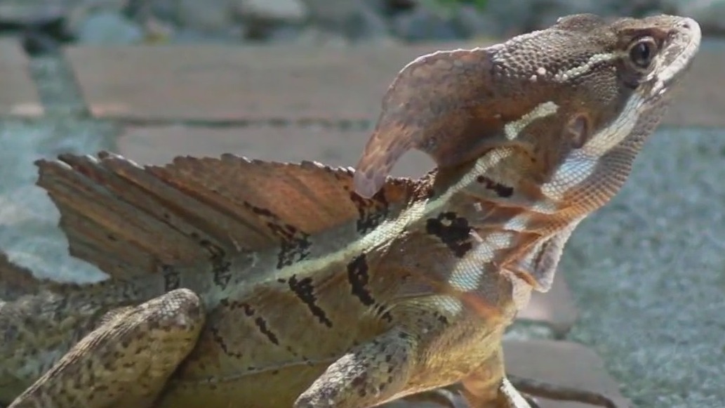 'Jesus lizard' sightings on rise in Florida