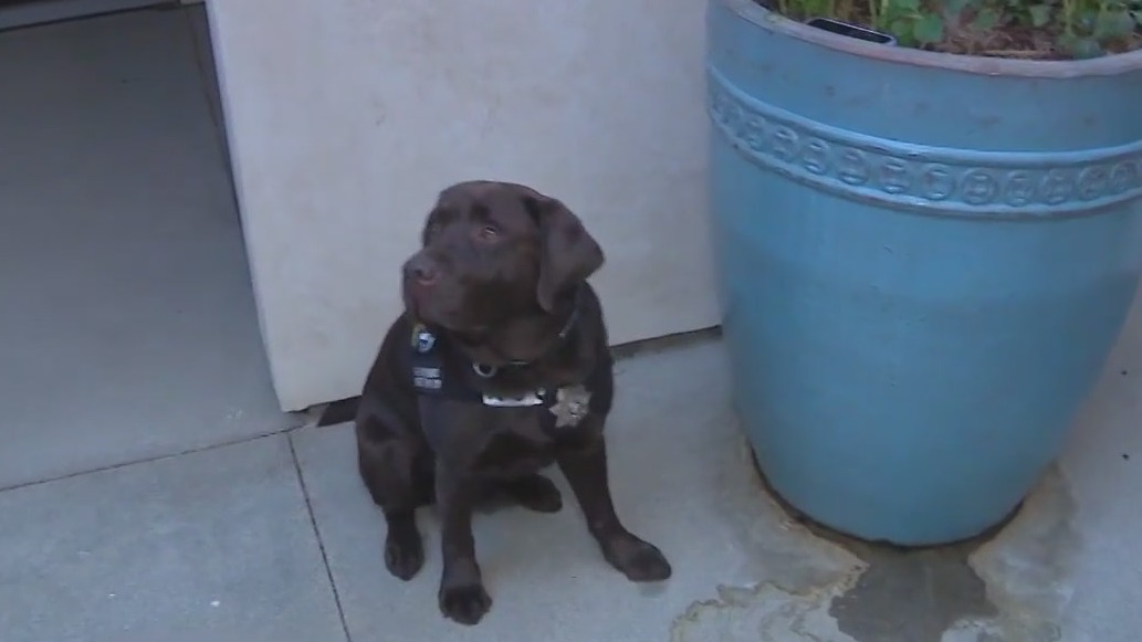 Meet these crime-fighting K9s