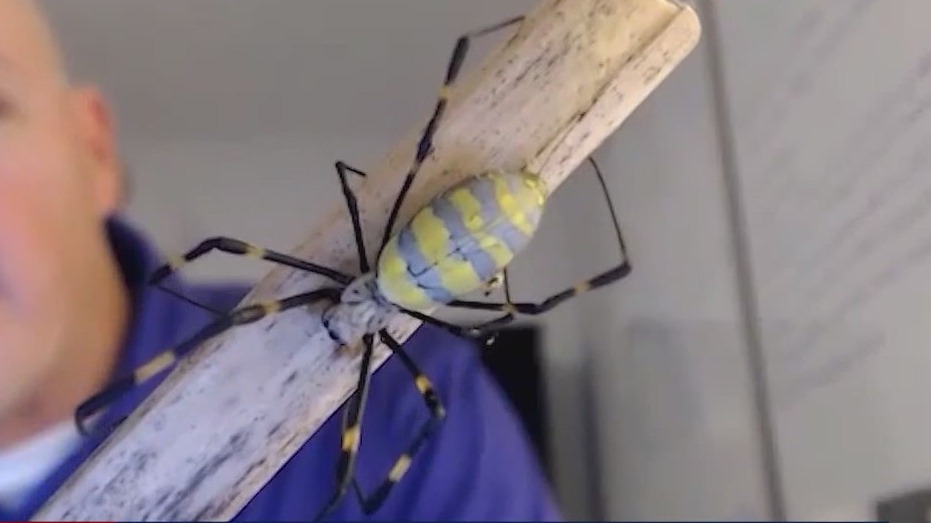 Invasive spiders may spread to Florida
