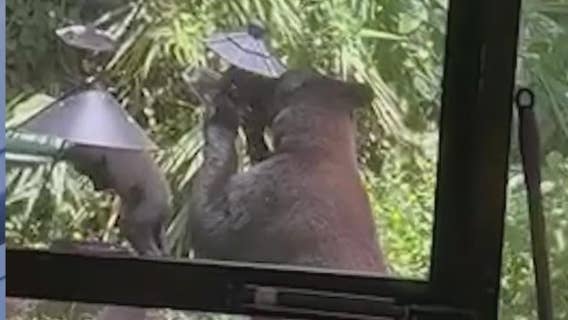 Playful, curious bears explore backyard bird feeders