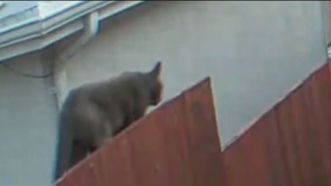 Big cat caught on camera leads to mountain lion fears in South San Francisco